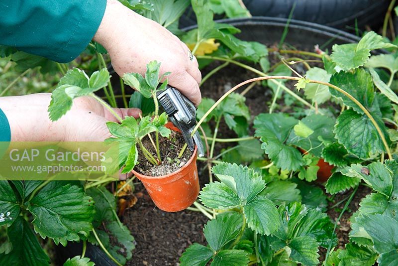 Plantation de coureurs de fraises - coureur en pot séparé de la plante mère