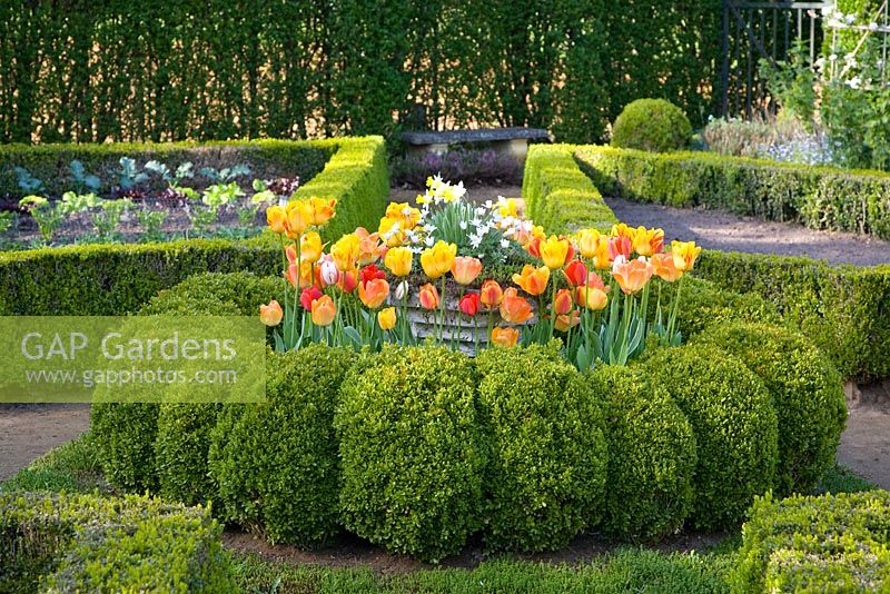 Spring Garden contenant des haies de buxus coupées et Tulipa 'Daydream', 'Fringed Solstice', 'Juliette' et 'World Expression '.