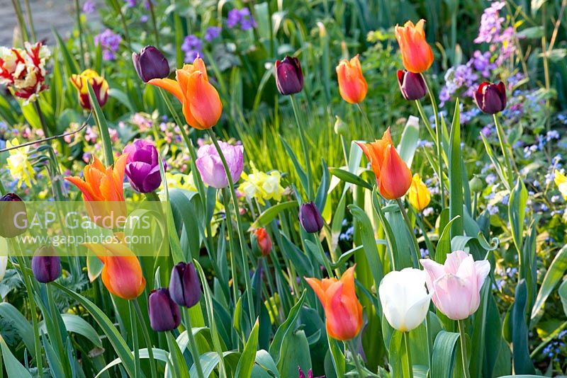 Parterre de printemps avec des tulipes 'Shirley', 'Ballerina', 'Jan Reus', 'Queen of Night', 'Purple Flag' et Narcissus 'WPMilner'