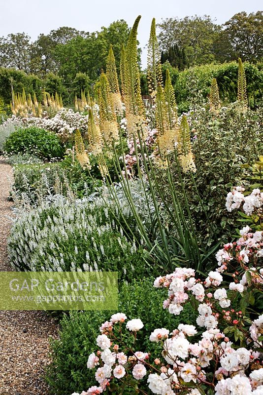 Rosa 'Felicia' avec Artemisia luduvicana 'Silver Queen', Hebe rakaiensis et Eremurus robustus - Belmont Park