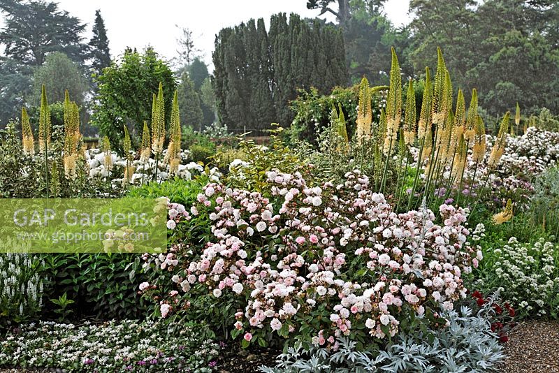 Rosa 'Felicia '' avec Artemisia luduvicana 'Silver Queen', Hebe rakaiensis et Eremurus robustus à Belmont Park