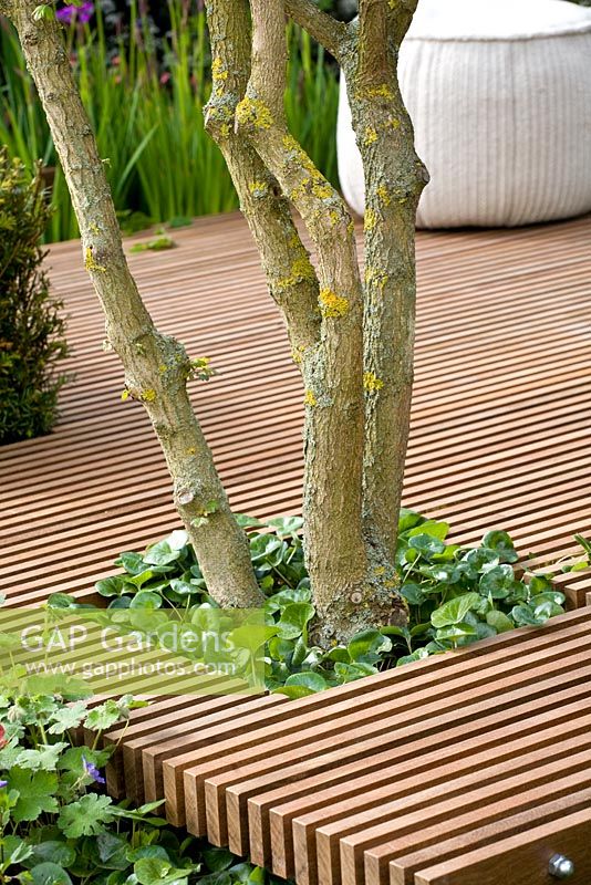 Terrasse en bois avec espace pour un arbre en pleine croissance - Nature Ascending Garden - Médaillé d'or pour Urban Garden au RHS Chelsea Flower Show 2009