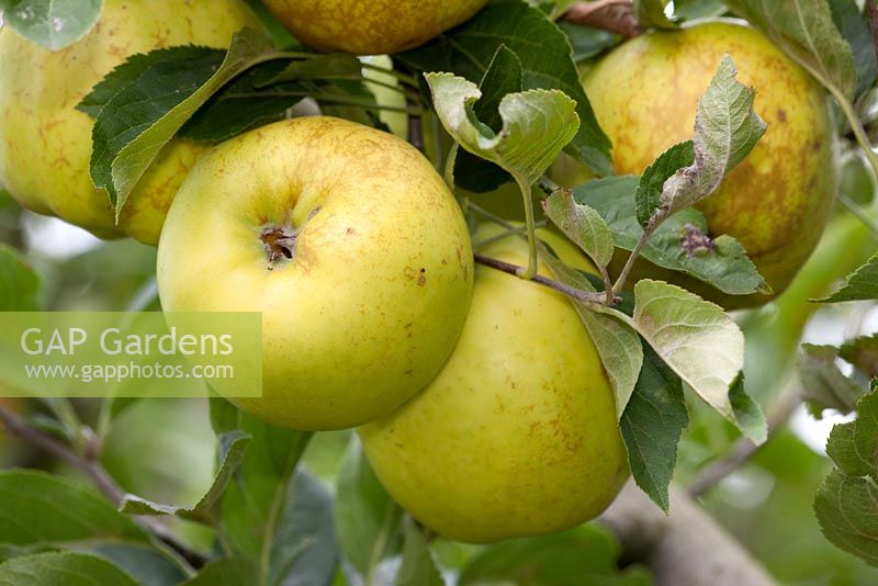 Pomme 'Grimes Golden'