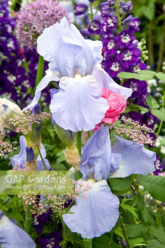 Iris 'Jane Phillips' avec Chaerophyllum hirsutum et Delphinium 'King Arthur' et Allium 'Globemaster' en arrière-plan