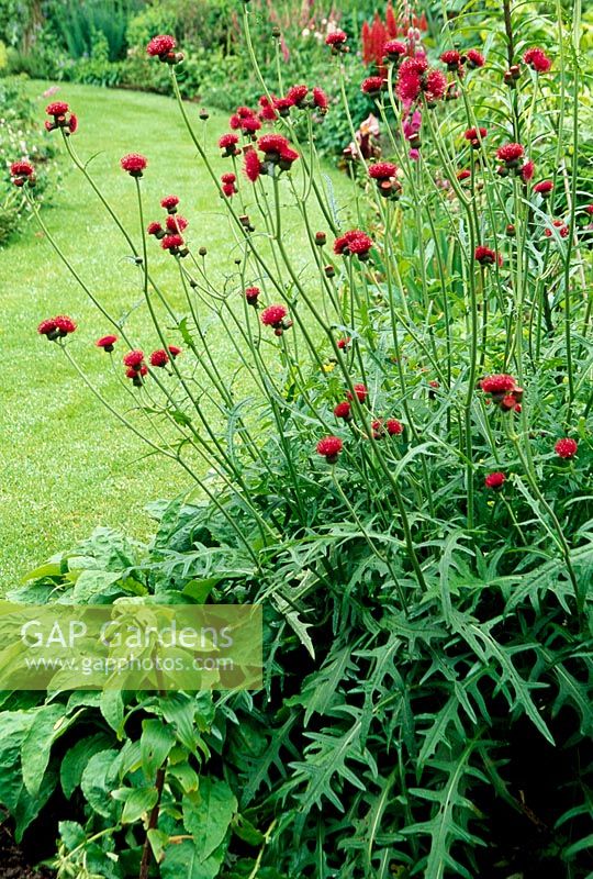 Knautia macedonia en parterre de fleurs