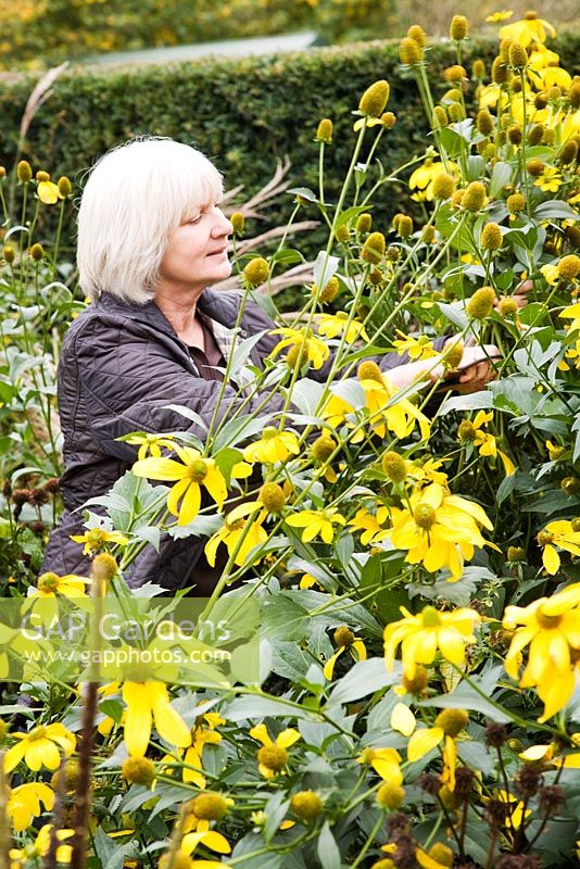 Julie coupant la Rudbeckia 'Herbstonne'