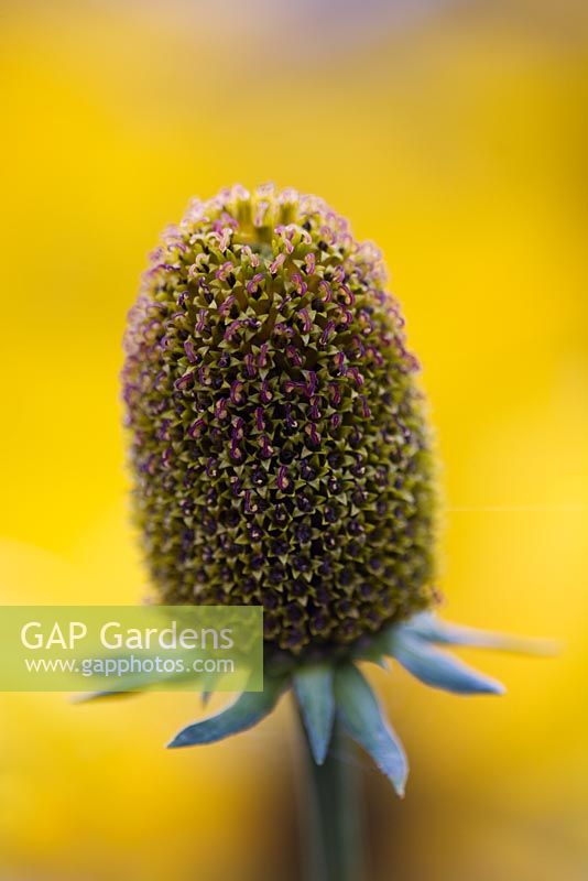 Rudbeckia 'Herbstonne' tête de semence