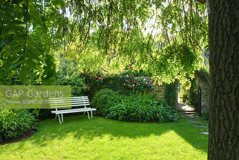 Jardin clos informel avec banc de jardin blanc. Vue encadrée par des frênes pleureurs matures - New Square, Cambridge
