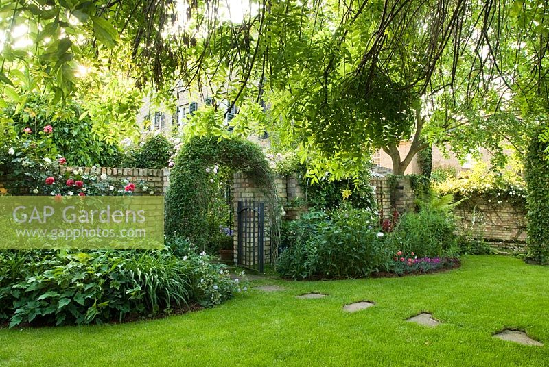 Vue depuis le jardin informel vers la maison encadrée par le frêne pleureur. Mur de jardin garni de roses, jasmin et hortensia. Tremplins dans la pelouse menant à la porte - New Square, Cambridge