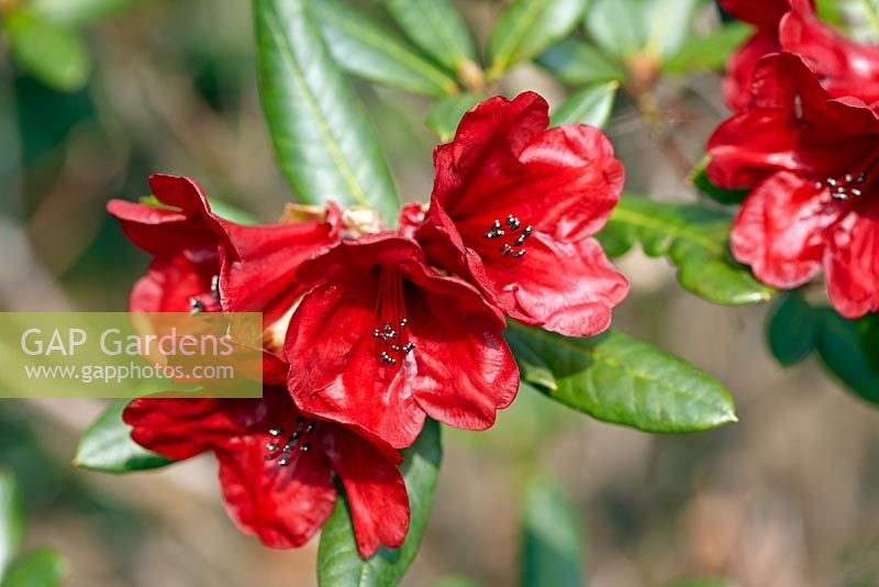 Rhododendron 'Ruby Hart'