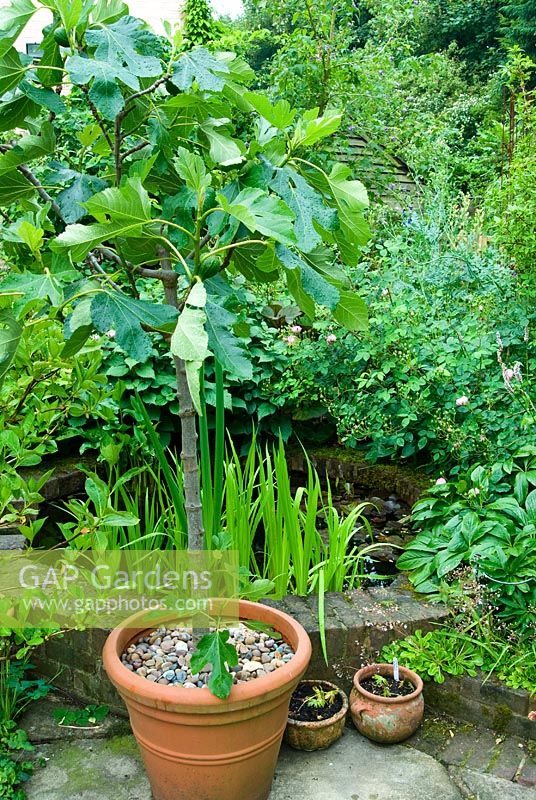 Ficus - Figue en pot sur le patio, à côté de l'étang. Jardin privé, Winchester, Hants, UK. juin