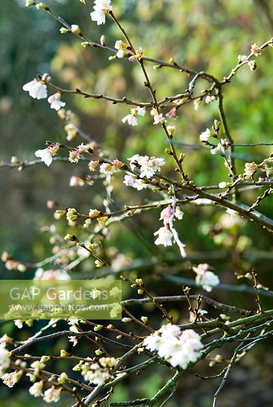 Prunus x subhirtella 'Autumnalis', Le Sir Harold Hillier Gardens / Hampshire County Council, Romsey, Hants, Royaume-Uni. décembre