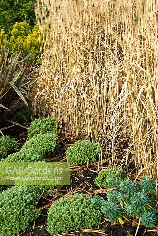Hebe pinguifolia 'Sutherlandii' devant Phormium 'Maori Queen' et grand Miscanthus sinensis 'Malepartus '. Le Sir Harold Hillier Gardens / Hampshire County Council, Romsey, Hants, UK. Décembre