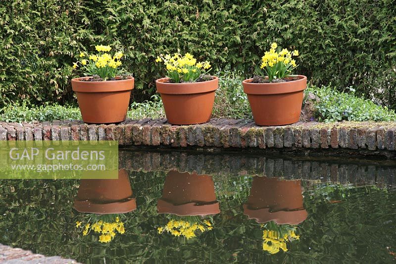 Narcisse en pots. Le teagarden est une combinaison de jardin modèle, boutique de jardin et salon de thé à Weesp