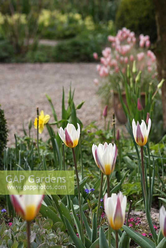 Tulipa tarda au parterre de printemps. Le teagarden est une combinaison de jardin modèle, boutique de jardin et salon de thé à Weesp