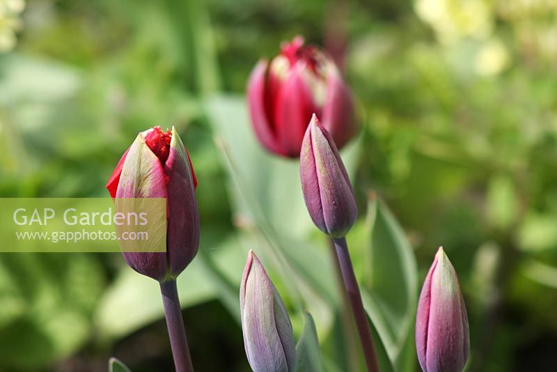 Tulipa 'Oncle Tom' - Le Teagarden est une combinaison de jardin modèle, boutique de jardin et salon de thé à Weesp