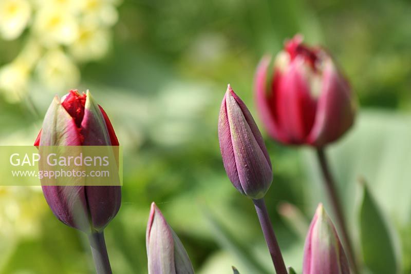 Tulipa 'Oncle Tom' - Le Teagarden est une combinaison de jardin modèle, boutique de jardin et salon de thé à Weesp