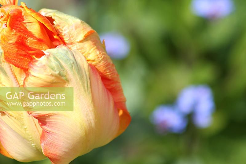 Tulipa 'Orange Princess '. Le teagarden est une combinaison de jardin modèle, boutique de jardin et salon de thé à Weesp