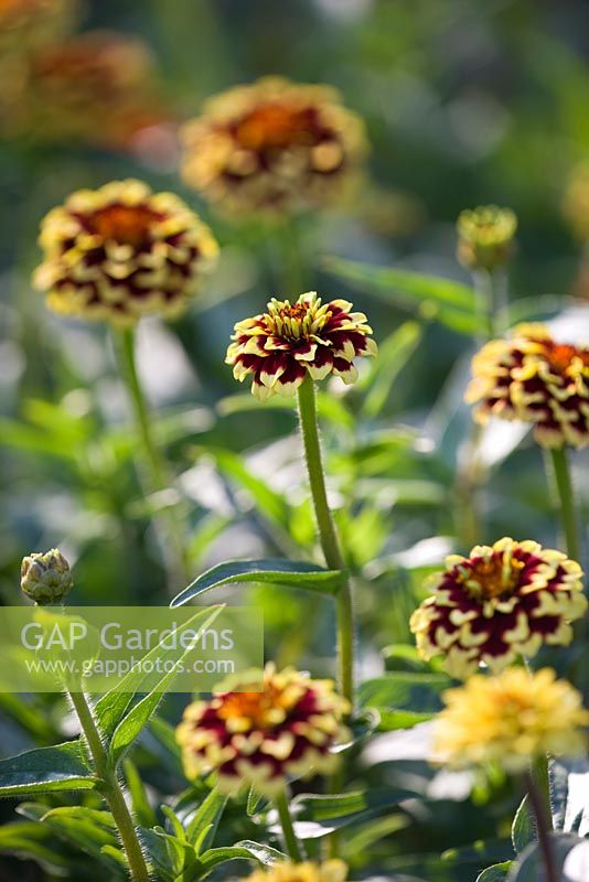 Zinnia haageana 'Coucher de soleil aztèque'