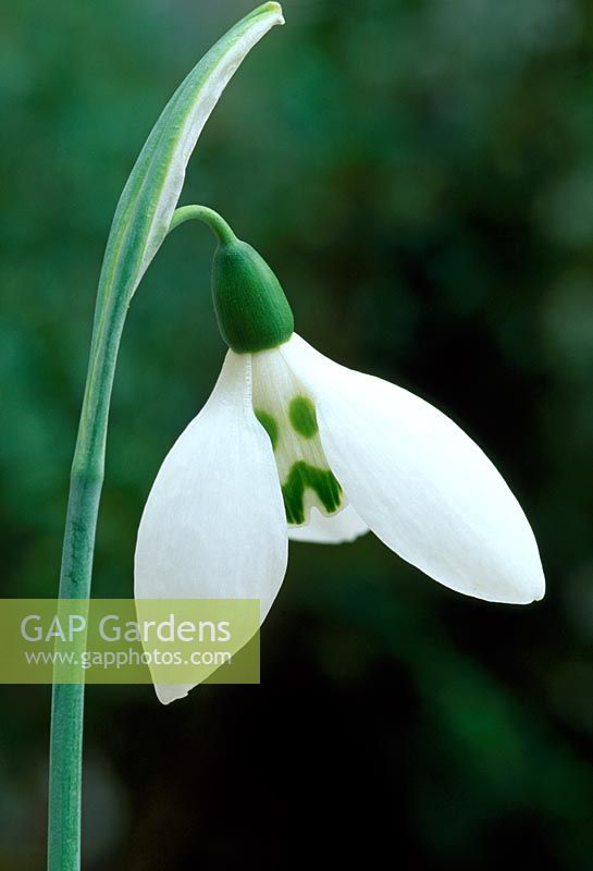 Galanthus Elwesii 'Grincheux'