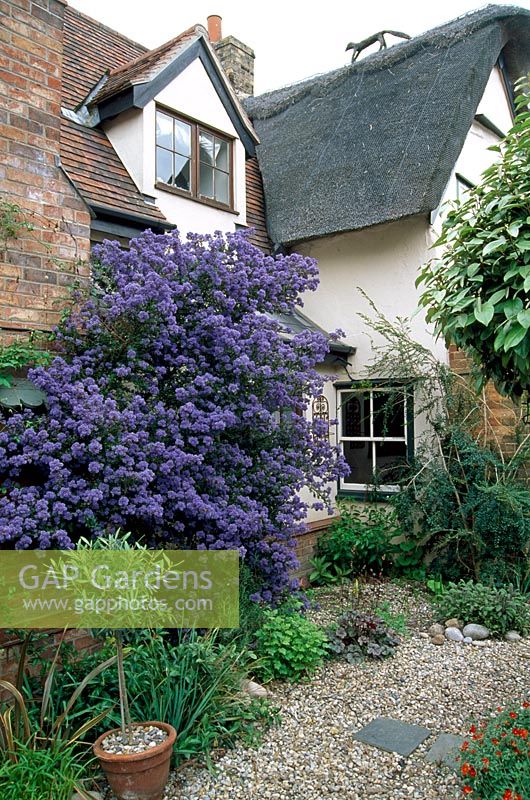 Ceanothus 'Puget blue' - Maison de gui, jardin intérieur