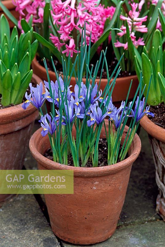 Iris Reticulata 'Cantab' en pot avec Hyacinthus orientalis 'Rosalie' - La première variété de jacinthe