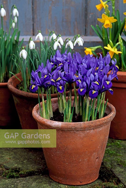 Bulbes en pots - Iris reticulata 'Harmony' Narcissus et Galanthus nivalis