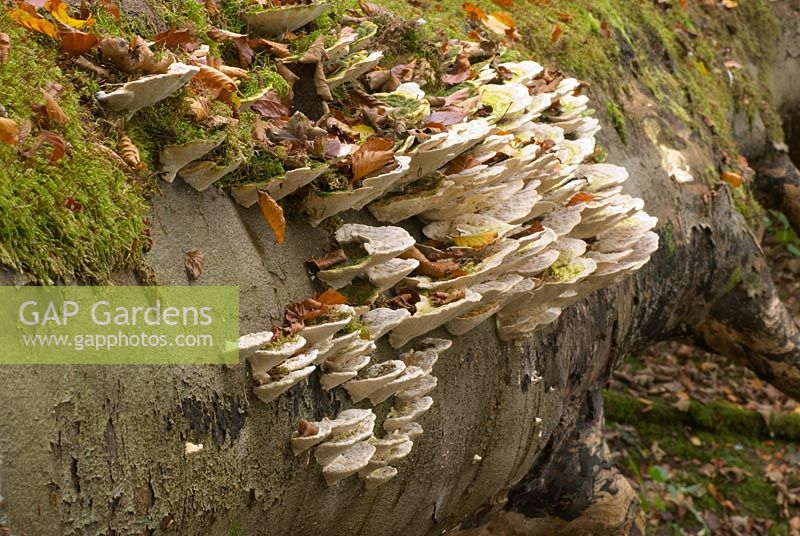 Trametes gibbosa - Champignon grumeleux poussant sur un tronc d'arbre