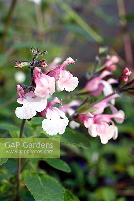 Salvia greggii 'Stormy Pink'