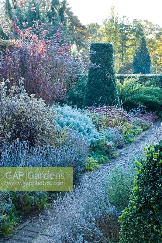 Jardin un matin glacial. Chemin avec lavande, Santolina, Sedums, Berberis, Romarin et Taxus - obélisque topiaire d'if. Le jardin sec, Cambridge Botanic Gardens.