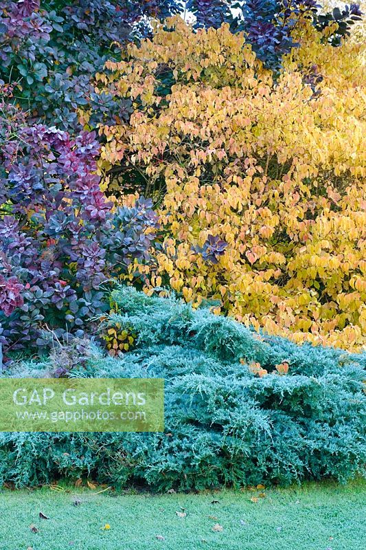 Juniperus virginiana 'Grey Owl', Cornus sanguinea 'Winter Beauty', Cotinus en automne. Jardins botaniques de Cambridge