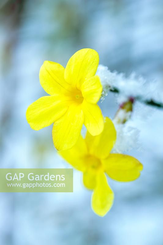 Jasminum nudiflorum - gros plan de fleur avec de la neige