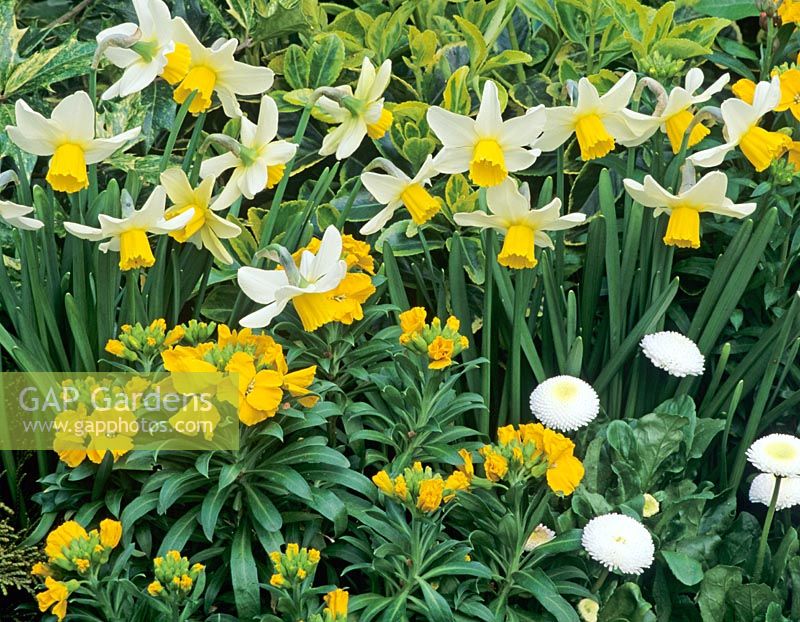 Thème jaune et blanc de Narcisse 'Jack Snipe' sous-planté de Cheiranthus jaunes - Giroflées et doubles marguerites blanches