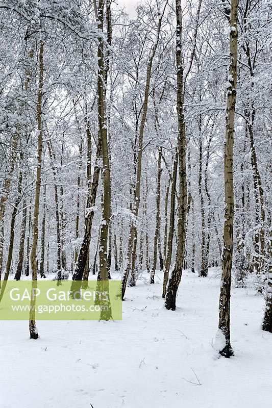 Betula papyrifera recouvert de neige dans un jardin boisé, Valley Gardens Windsor