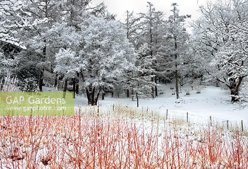 Cornus alba 'Sibirica' dans un jardin d'hiver avec de la neige au jardin de la vallée de Windsor