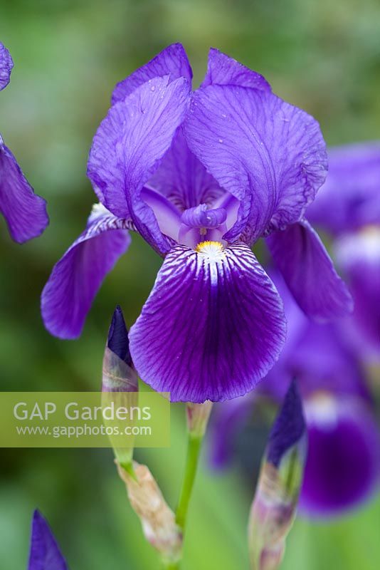 Iris germanica - Iris barbu