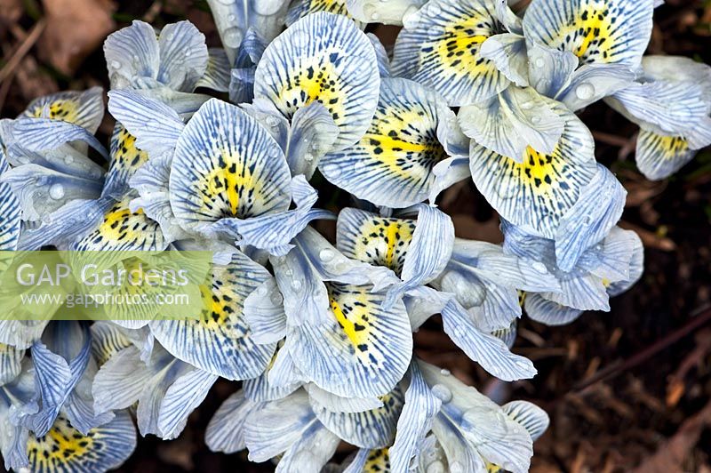 Iris reticulata 'Katharine Hodgkin '
