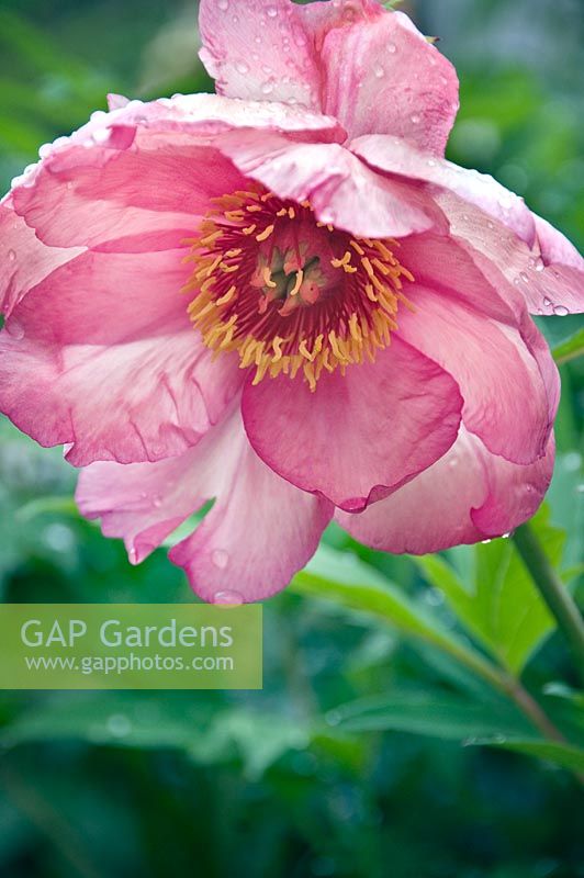 Paeonia suffruticosa 'Tessera'