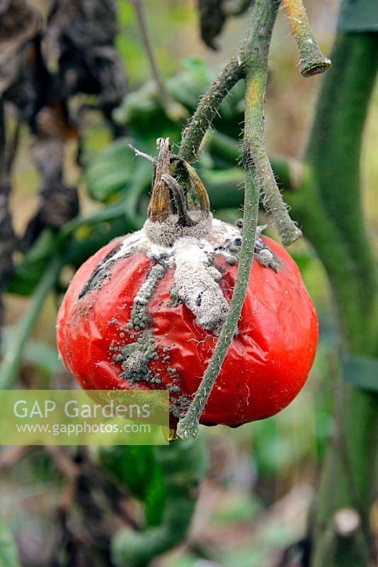 Les conditions fraîches et humides et la fin de la saison signifient que les tomates peuvent pourrir