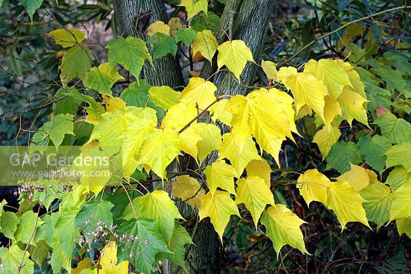 Acer pensylvanicum montrant la couleur d'automne - mi-novembre