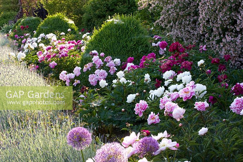Parterre d'été avec Lavandula, Paeonia lactiflora, Paeonia lactiflora 'Bol de beauté' et Paeonia lactiflora 'Sarah Bernhardt'