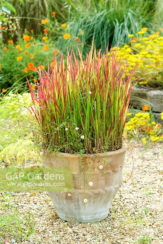Imperata cylindrica 'Rubra' - Herbe de sang japonaise en pot en terre cuite dans un jardin de gravier