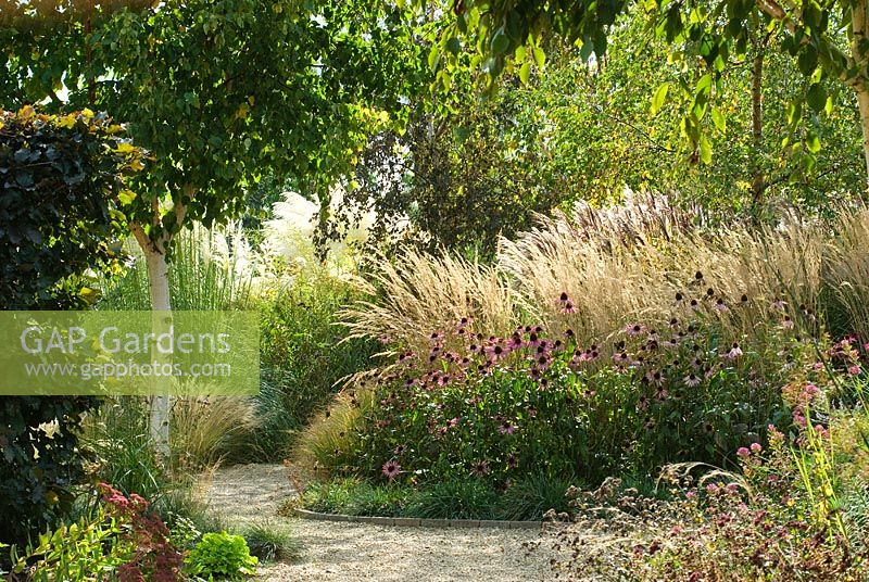 Échinacée et graminées ornementales dans le jardin de Hepworth encadrées de bétula - bouleaux.