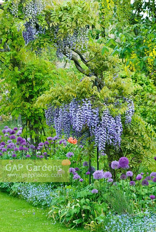 Glycine 'Black Dragon' et Allium 'Purple Sensation' en parterre de fleurs mixtes