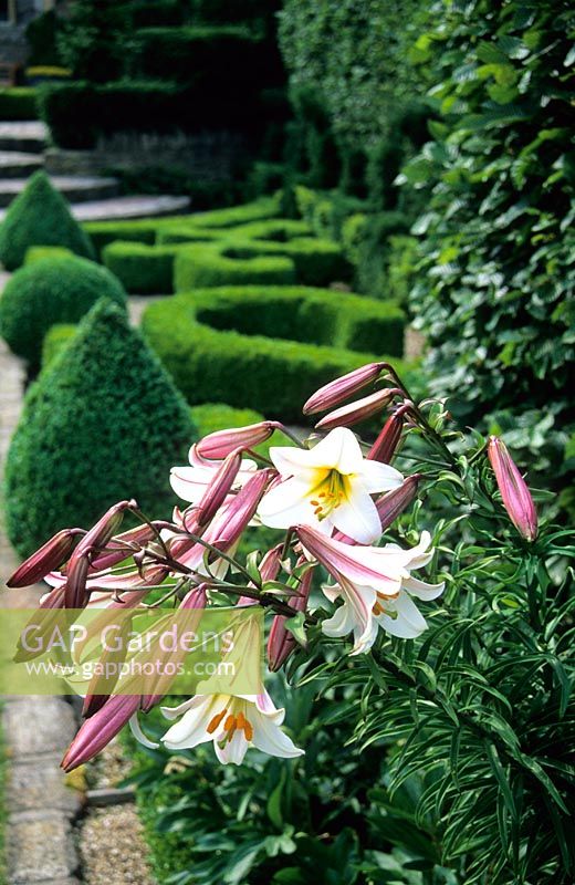 Lilium regale dans le jardin du parterre français