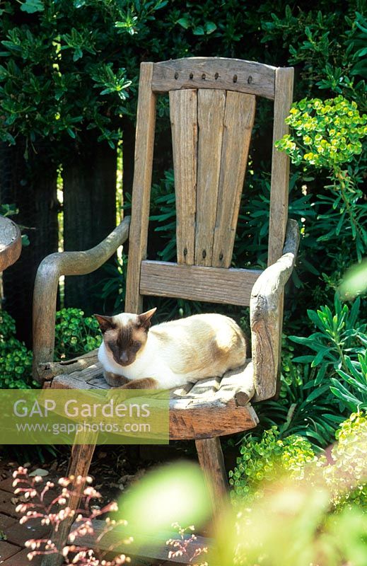 'Coco 'le chat siamois sur un siège rustique dans un jardin pot