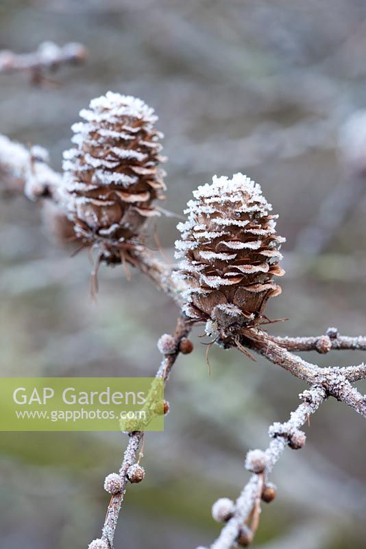 Larix kaempferi cônes avec gel en hiver