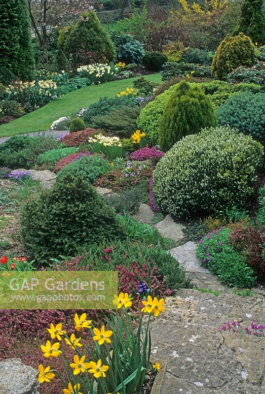 Jardin de bruyère et de conifères de printemps. Paillettes de chiffon, Dorset, UK
