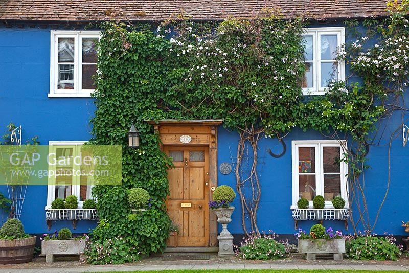 Porte d'entrée de maison peinte en bleu avec Hydrangea petiolaris et Clematis Montana grimpant sur le mur.