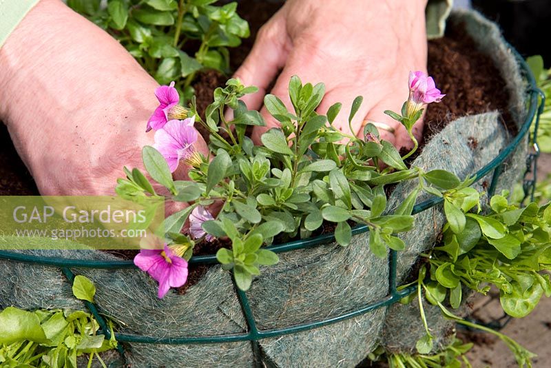 Planter un panier suspendu - planter du pétunia dans un panier métallique doublé